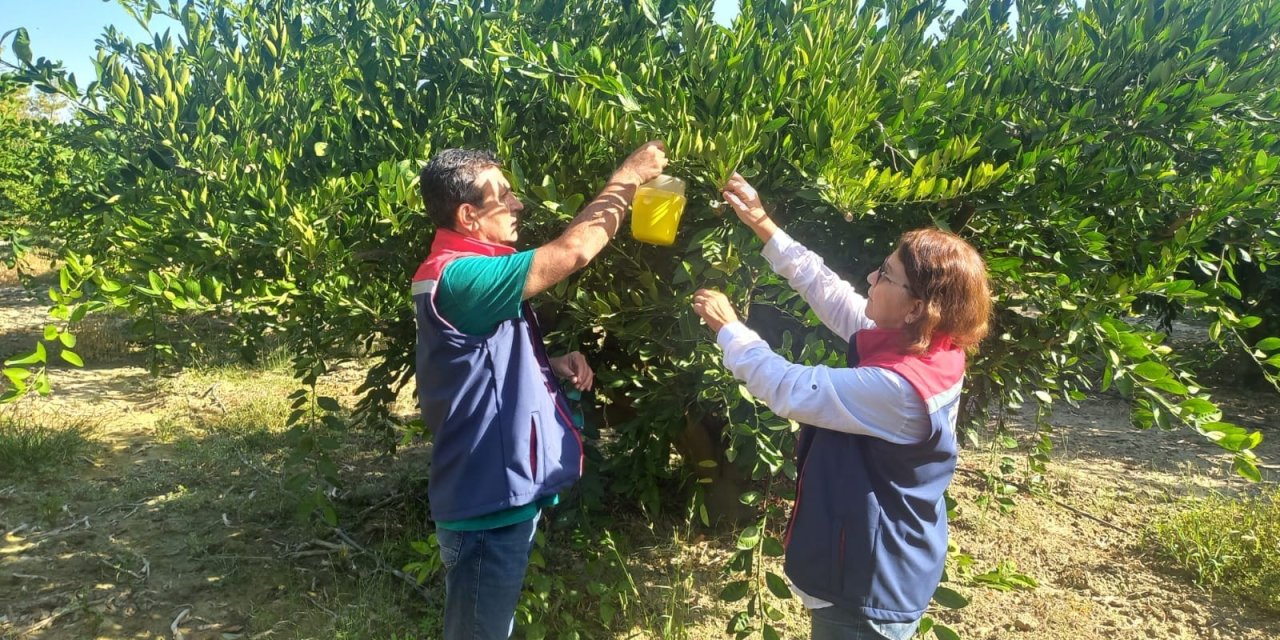 Aydın'da Akdeniz Meyve Sineği mücadelesi devam ediyor: Üreticilere ilaçlama çağrısı