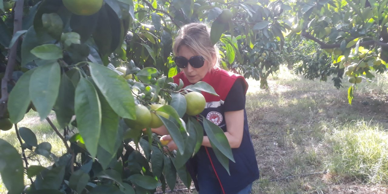 Aydın'da hasat hazırlığı: Zeytin sineği tuzakları kontrol edildi