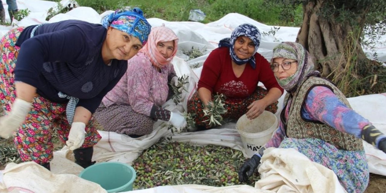 Sofralık zeytin üretiminin %10'u Aydın'ın bereketli topraklarından karşılanıyor