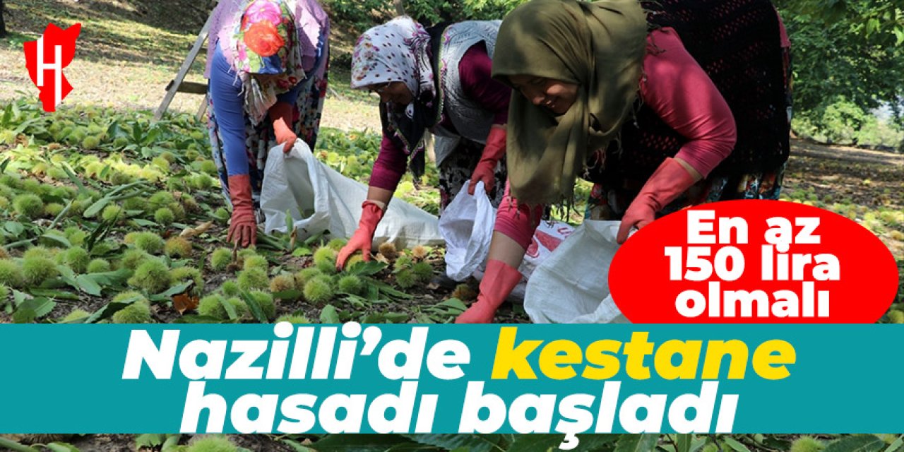 Nazilli'de kestane hasadı başladı! Üreticiyi fiyat telaşı sardı