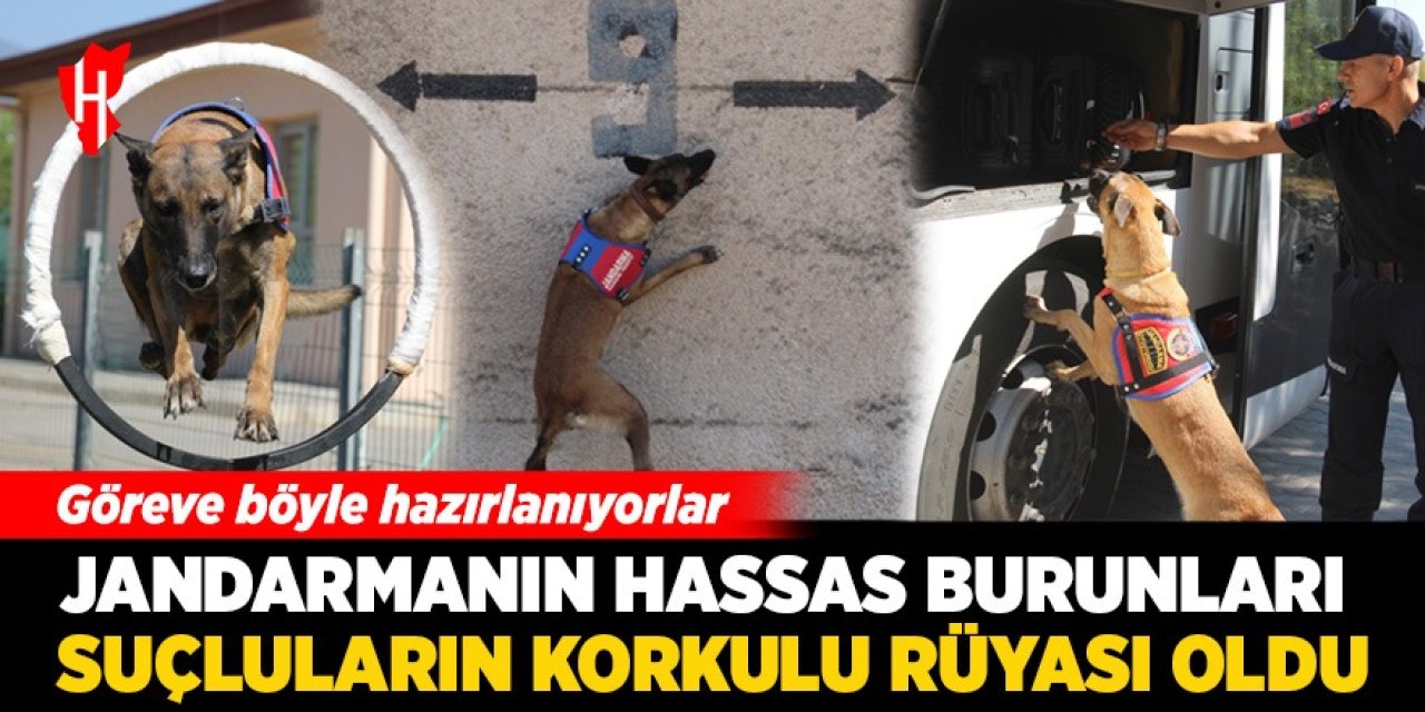 Jandarmanın hassas burunları, suçluların korkulu rüyası oldu: Göreve böyle hazırlanıyor