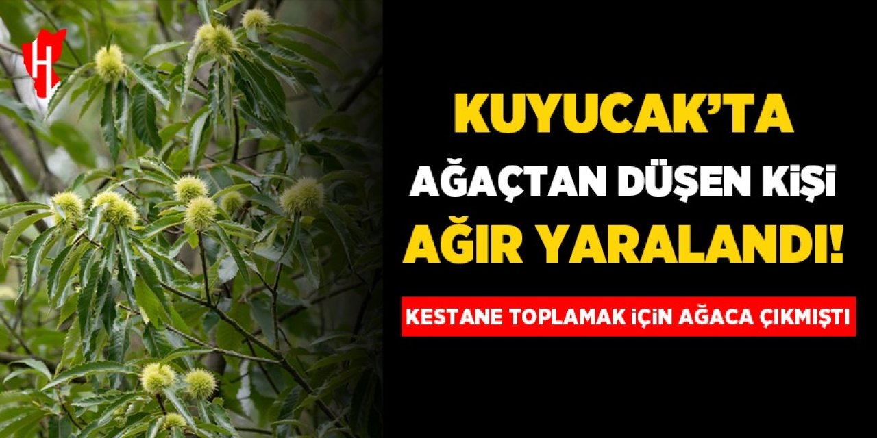 Kuyucak'ta ağaçtan düşen kişi ağır yaralandı