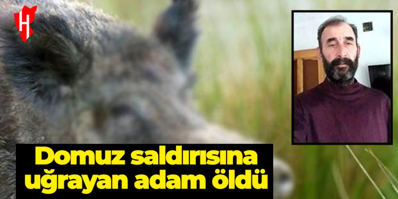 Domuz saldırısına uğrayan çiftçi hayatını kaybetti