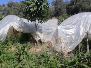 11 kilogram kubar esrar maddesi ele geçirildi
