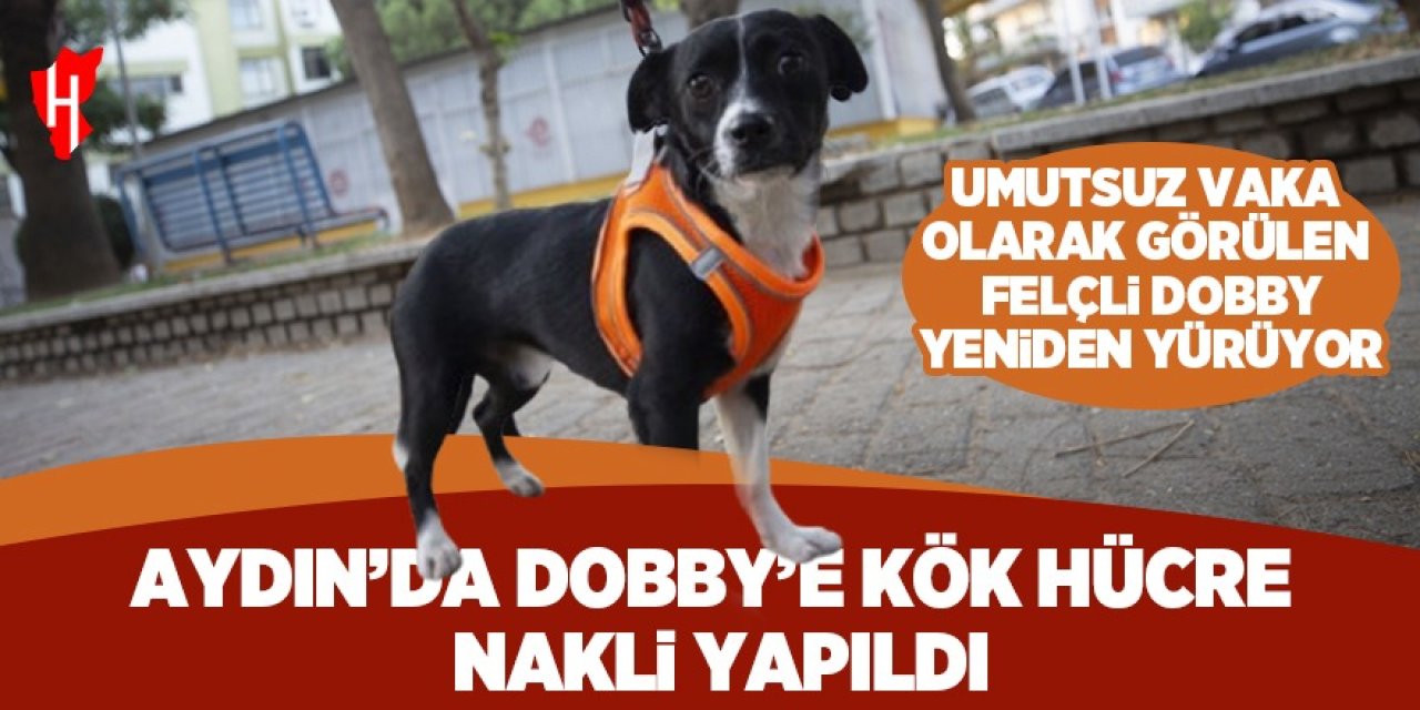 Felçli Dobby yeniden yürüyor