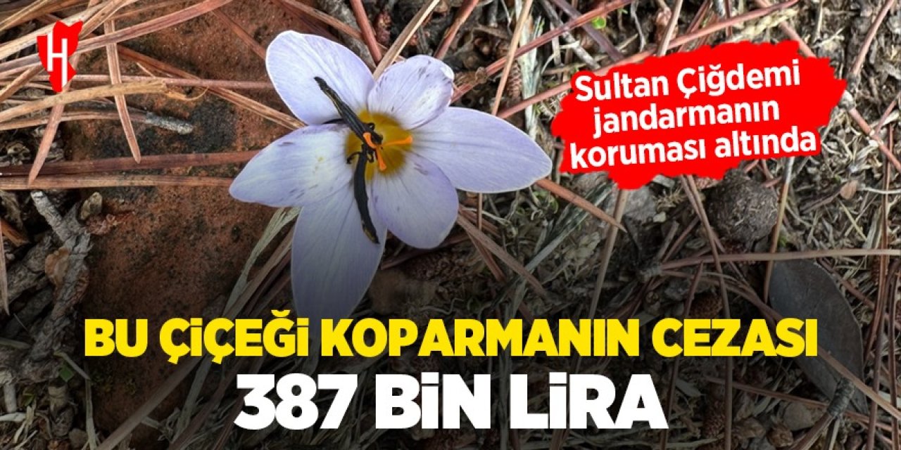 Aydın'da yetişen bu çiçeği koparmanın cezası 387 bin lira!