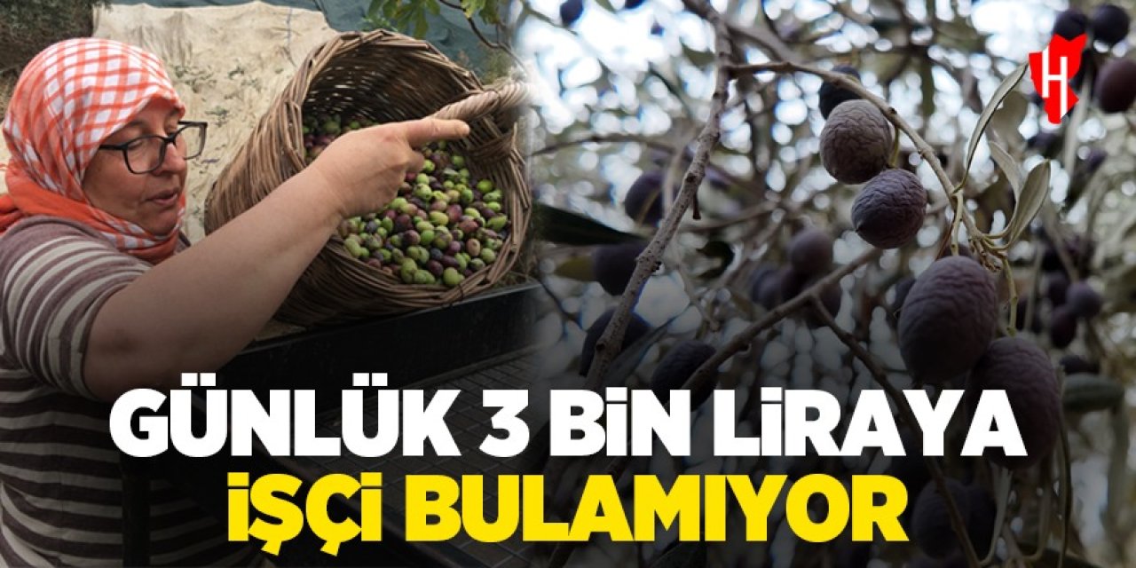 Germencik'te günlük 3 bin liraya işçi bulamıyor