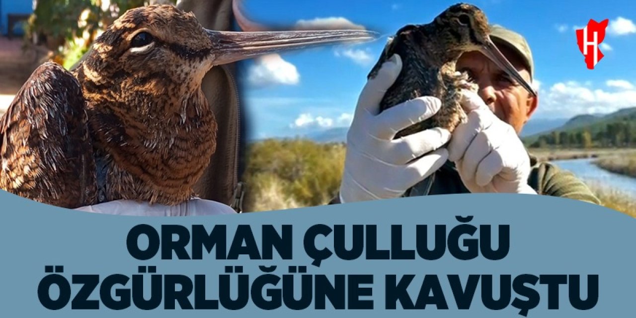 Orman Çulluğu özgürlüğe kanat çırptı