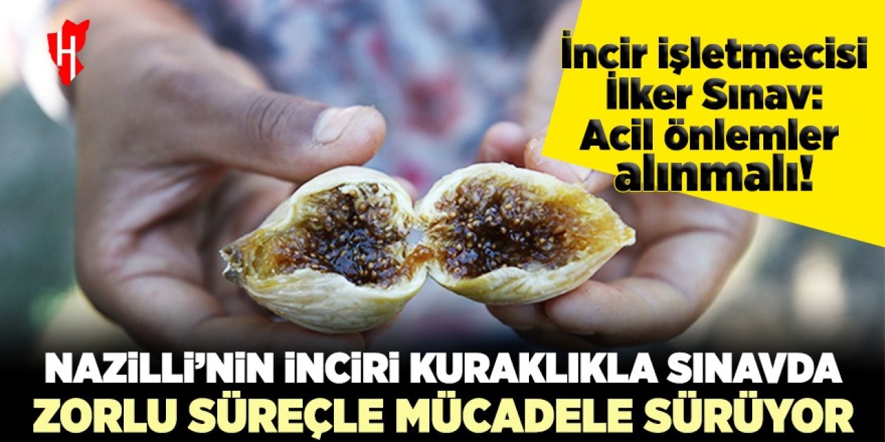 Nazilli’de incir üreticileri zorlu süreçle mücadele ediyor