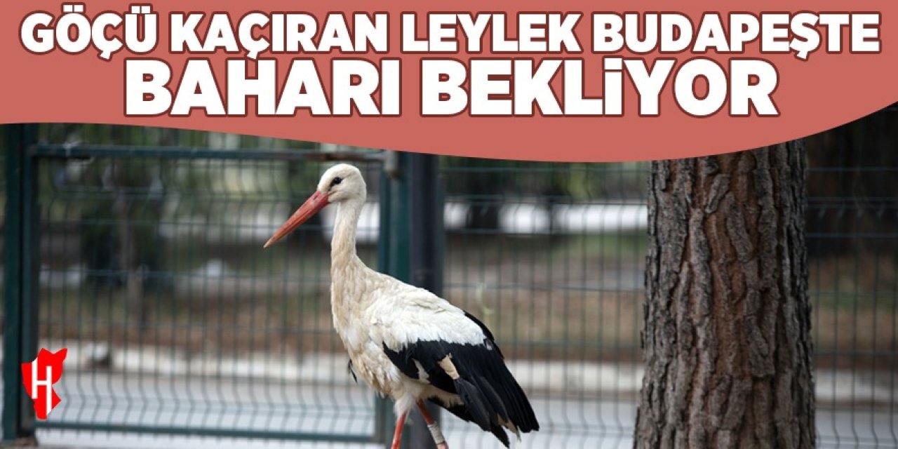 Tedavisinden dolayı göçü kaçırmıştı: Leylek Budapeşte baharı bekliyor