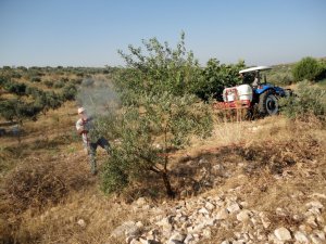 Bahattin Gökdemir’den Zeytin Dal Kanseri Uyarısı