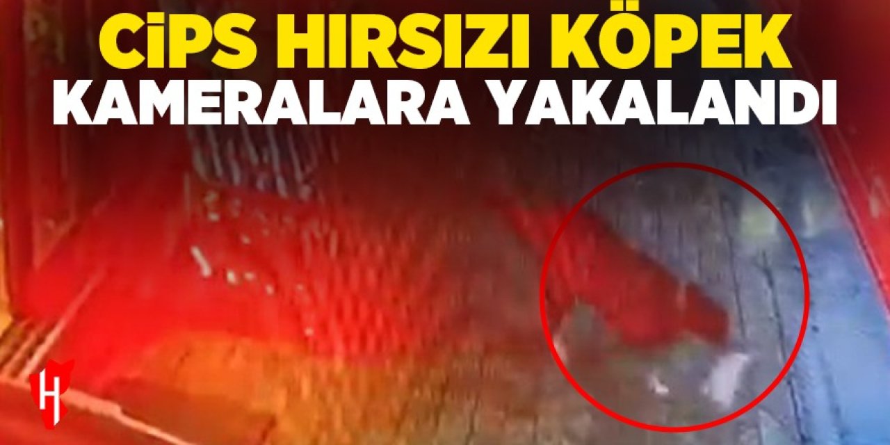 Aydın'da cips çalan köpek kameralara yakalandı