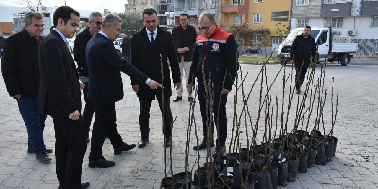 Türkiye’nin incir başkenti Aydın’da bir ilk: İlek bahçesi hayata geçiyor!