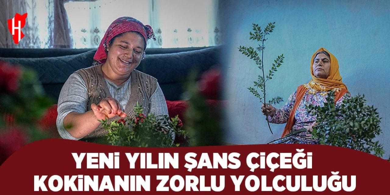 Yeni yılın şans çiçeği kokinanın zorlu yolculuğu