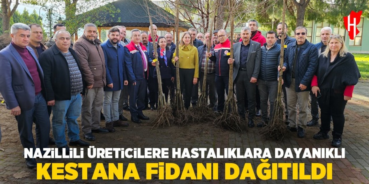 Nazillili üreticilere hastalıklara dayanıklı kestane fidanı dağıtıldı