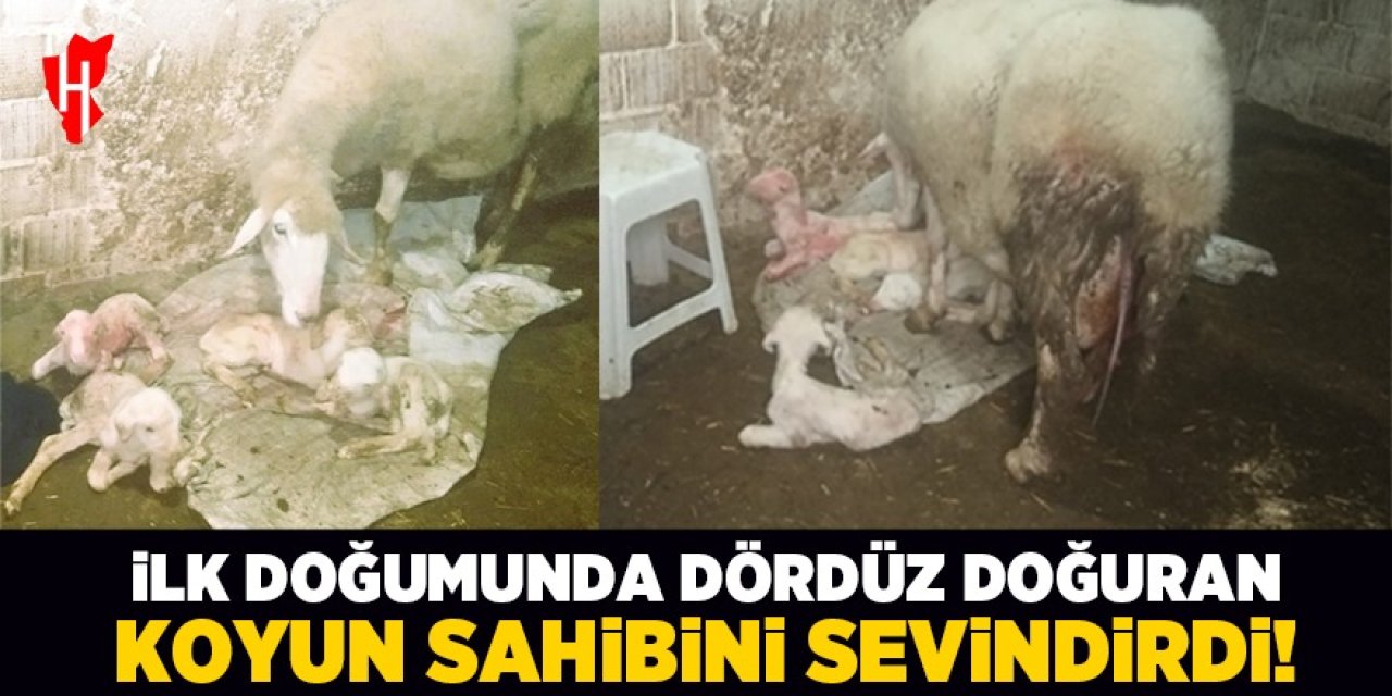 Dördüz doğuran koyun sahibini sevindirdi