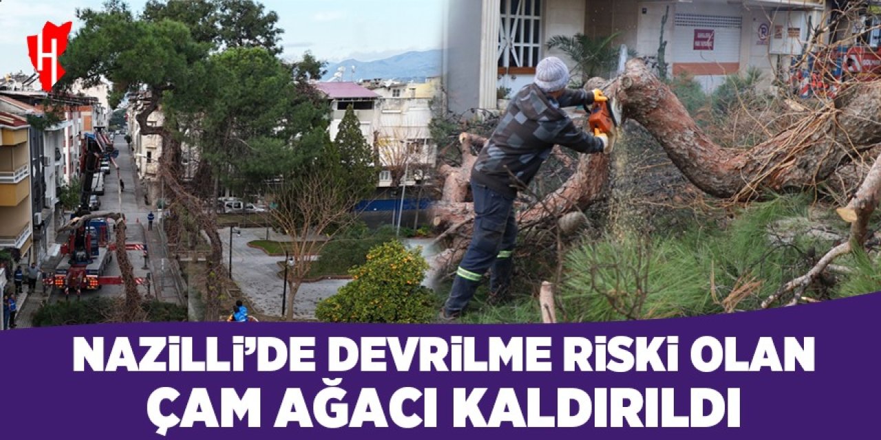 Nazilli'de tehlike saçan çam ağacı kaldırıldı