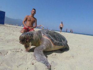 Kuşadası’nda Caretta Caretta Ölüsü Karaya Vurdu