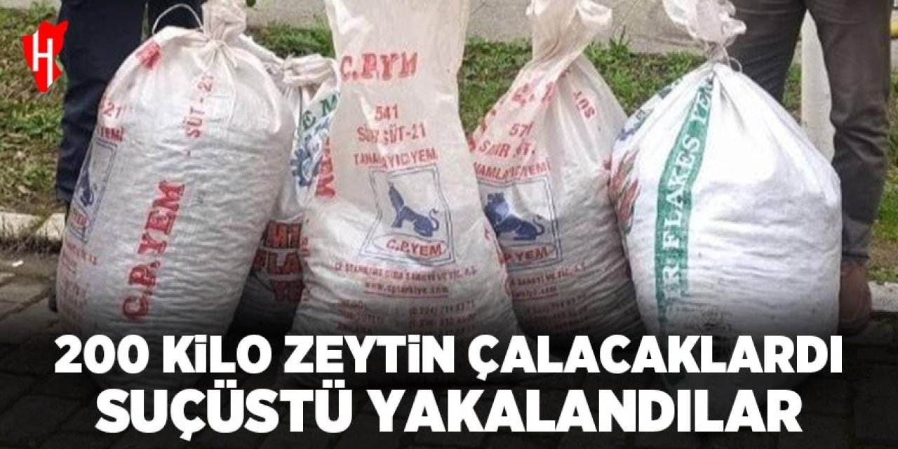 Aydın'da 200 kilo zeytini çalarken suçüstü yakalandılar