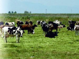 Besilik Erkek Sığır Desteklemesi 1. Dönem Hak Edişleri Yapıldı