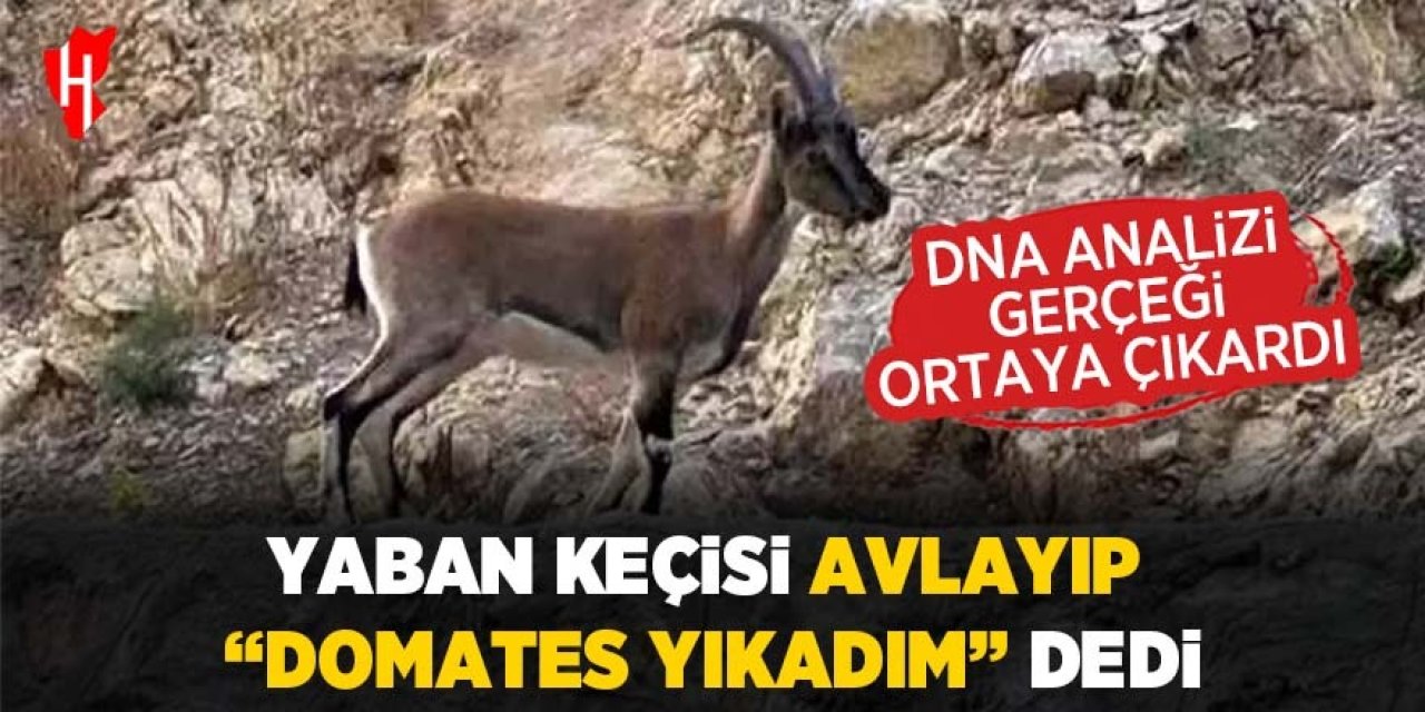 Yaban keçisi avlayan şahsa 661 bin 548 lira ceza kesildi