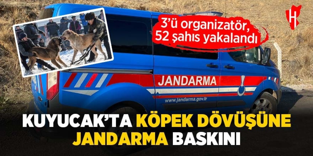 Kuyucak'ta köpek dövüşüne jandarmadan baskın! 3'ü organizatör 52 kişi yakalandı