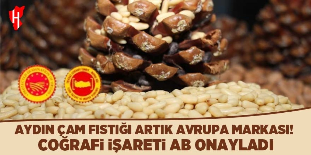 Aydın Çam Fıstığı artık Avrupa markası!  Coğrafi işareti AB onayladı