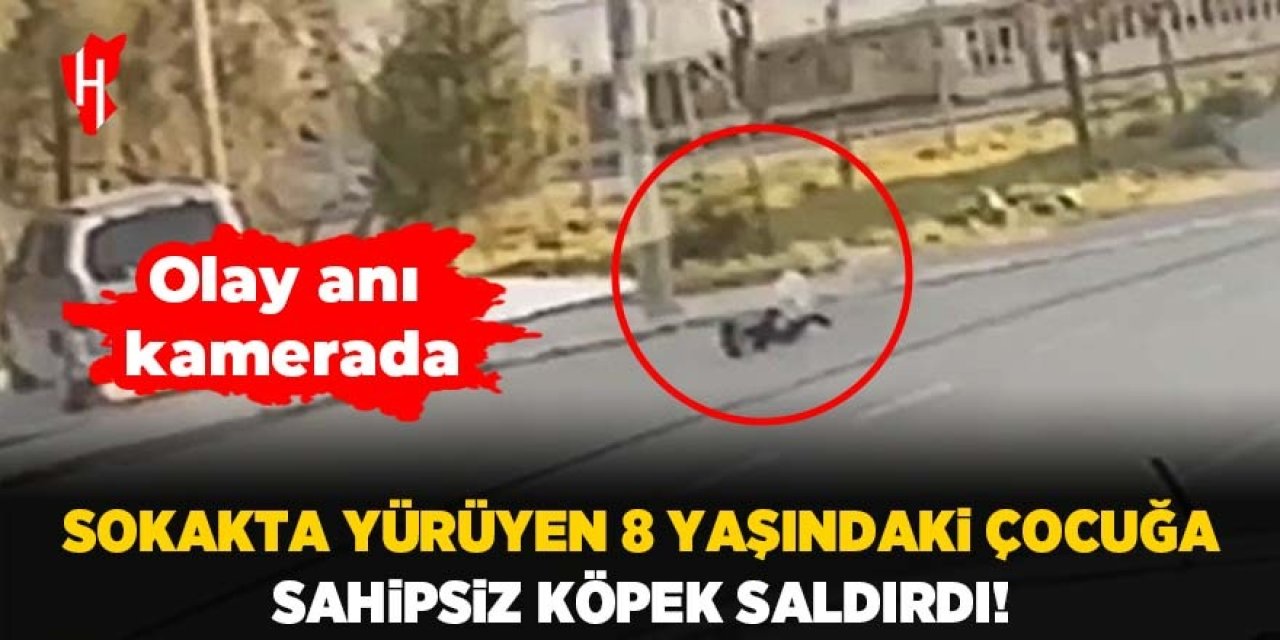 8 yaşındaki çocuğa sokak köpeği saldırdı: Olay anı kamerada