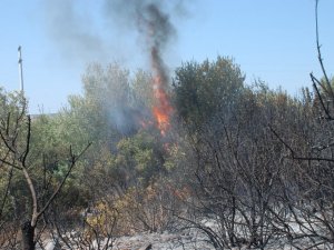 Didim’de 30 Dekarlık Zeytinlik Kül Oldu