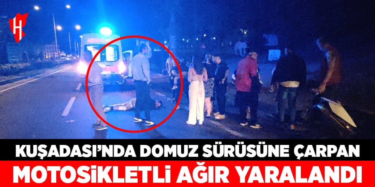 Domuz sürüsüne çarpan motosiklet sürücüsü ağır yaralandı!