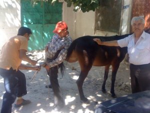 Hasat Sezonu Başladı: At ve Eşekler Bakıma Alındı