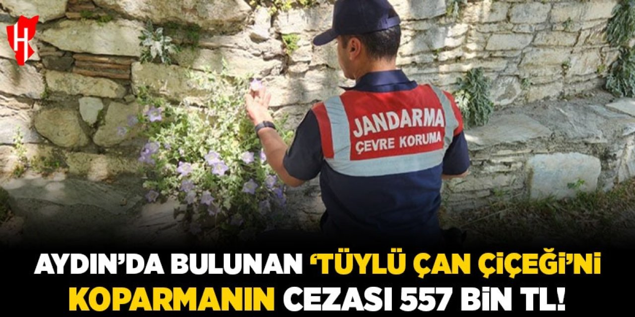 Aydın'da bulunan 'Tüylü Çan Çiçeği'ni koparmanın cezası 557 bin TL!