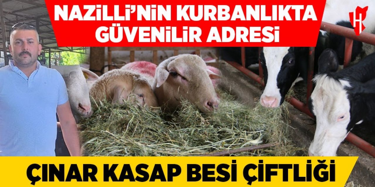 Nazilli'nin kurbanlıkta güvenilir adresi: "Çınar Kasap Besi Çiftliği"