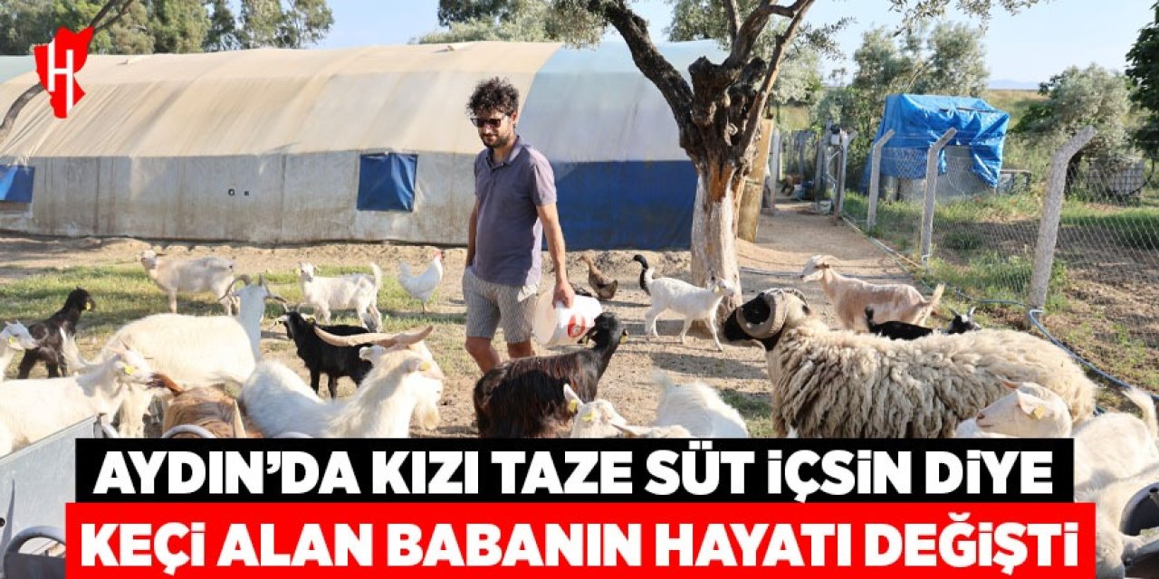 Aydın'da kızı taze süt içsin diye keçi alan babanın hayatı değişti
