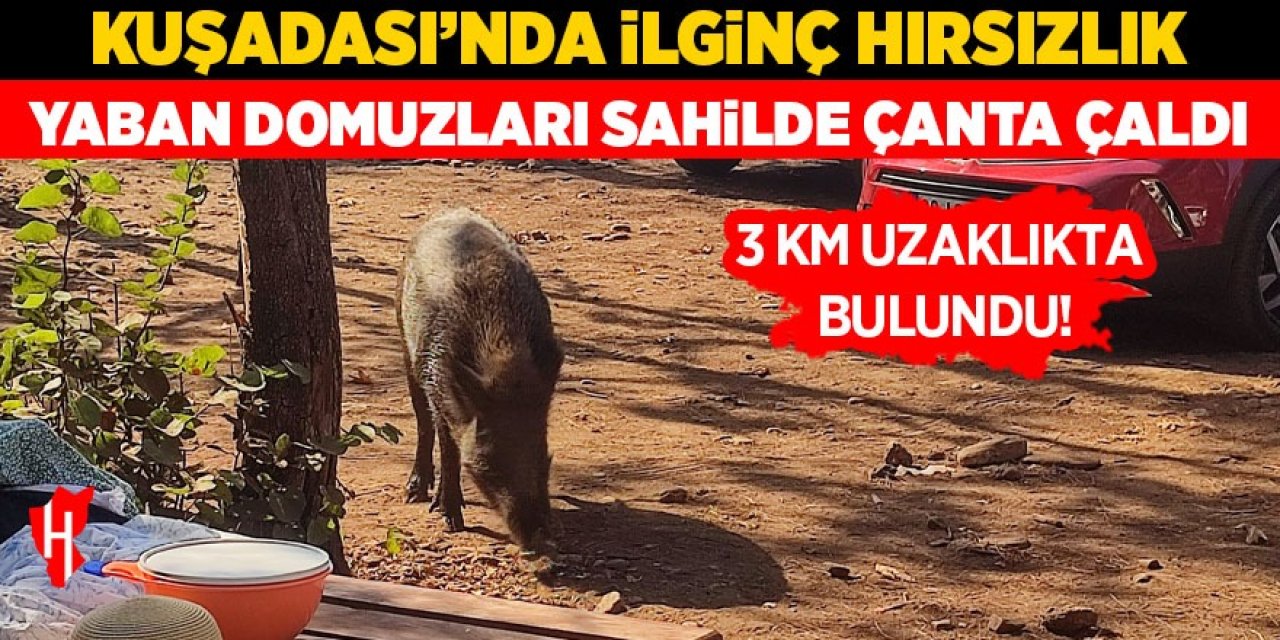 Kuşadası'nda ilginç hırsızlık: Yaban domuzları sahilde çanta çaldı!