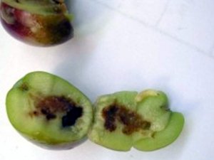 Aydın’da Zeytin Sineği ile Mücadele Başladı