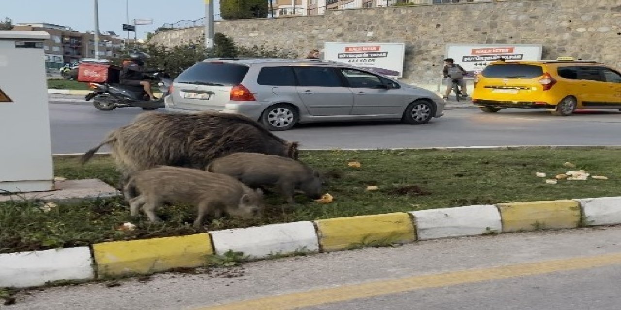 Kuşadası'nda yaban domuzu besleyen 3 kişiye para cezası