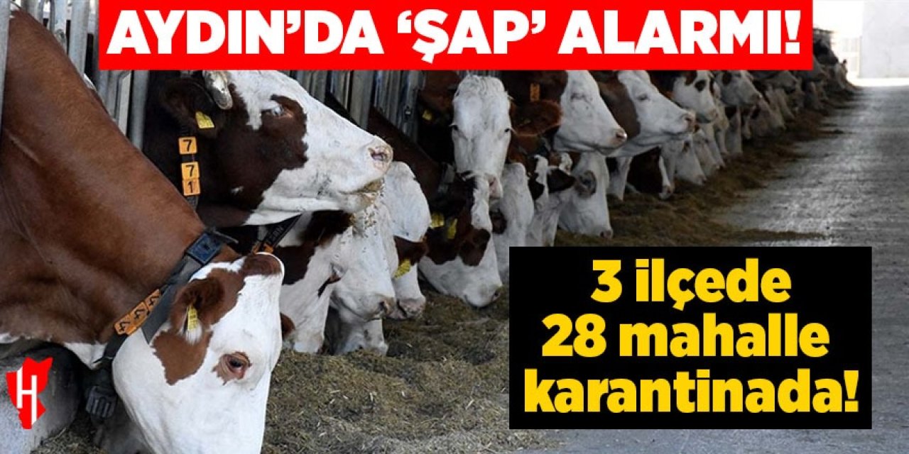 Aydın'da şap alarmı: 3 ilçede 28 mahalle karantinaya alındı!