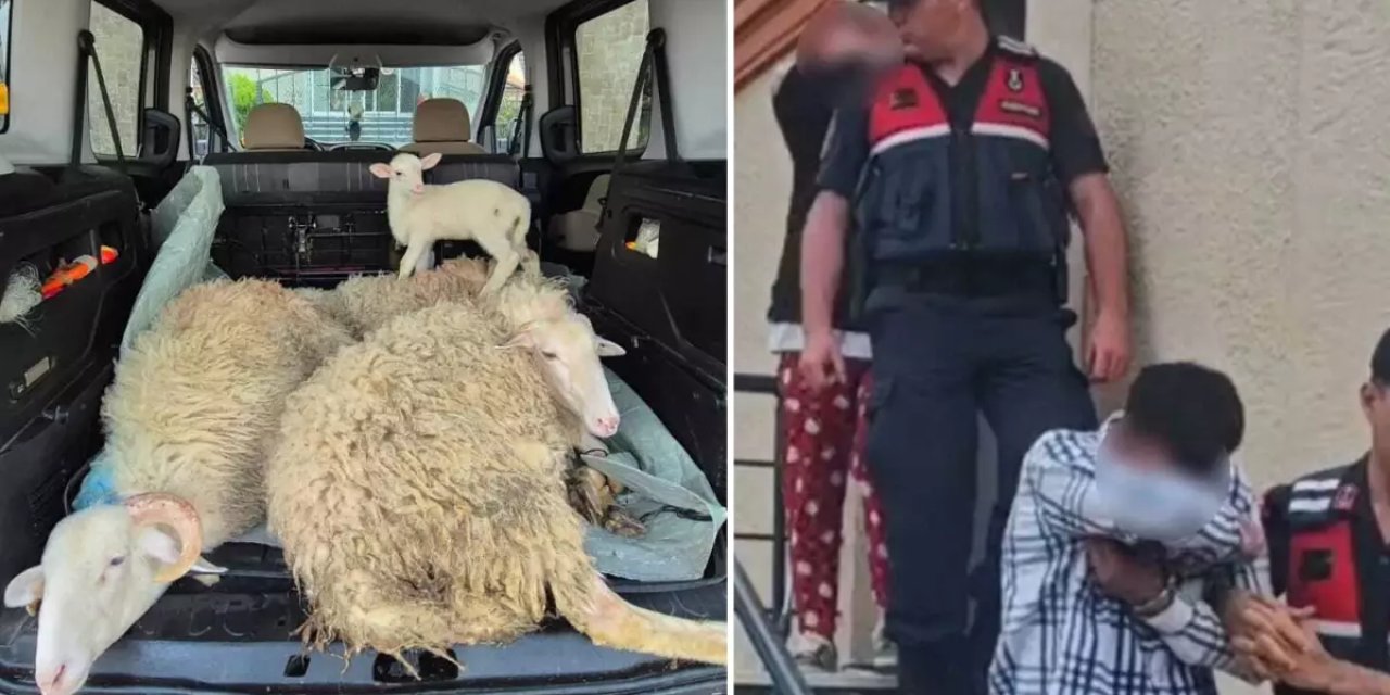 Kurbanlıkları çalan çift yakayı ele verdi