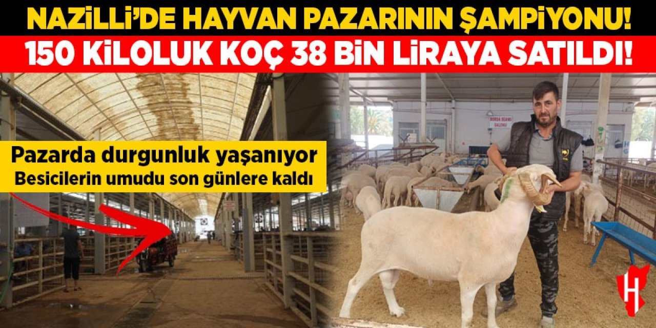 Nazilli’de hayvan pazarının şampiyonu! 150 kiloluk koç 38 bin liraya satıldı