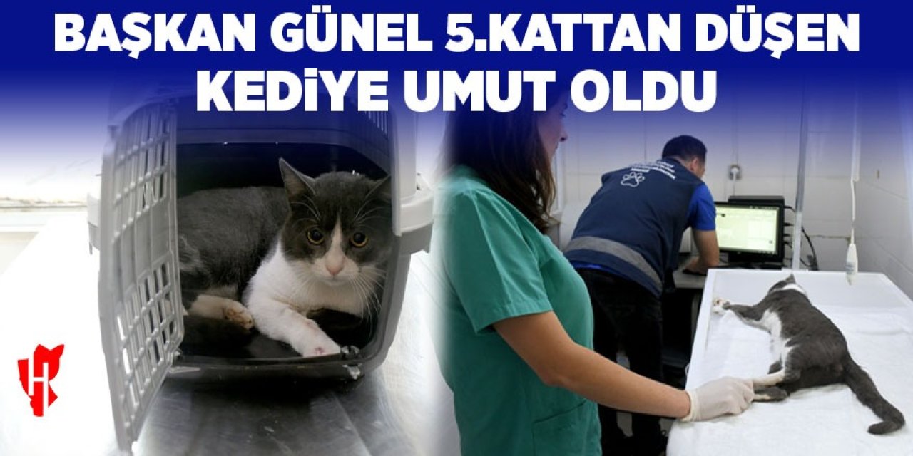 Başkan Günel'den örnek davranış: 5.kattan düşen kediye umut oldu