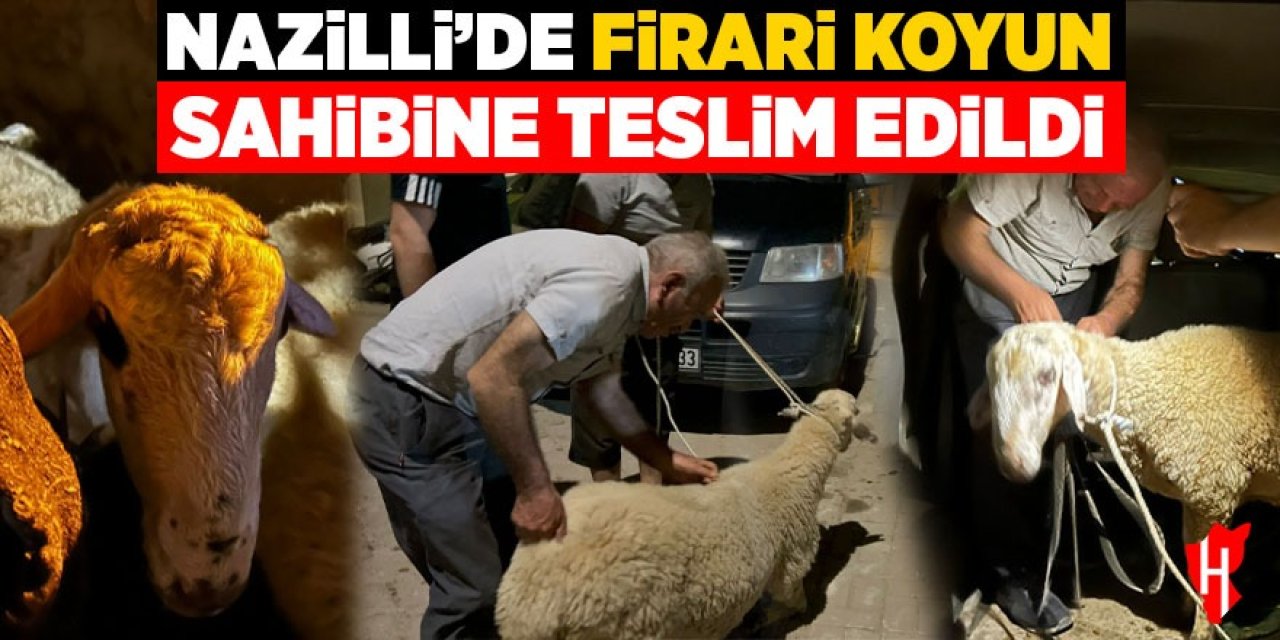 Nazilli’de Bayram klasiği: Kurbanlık koyun kaçtı