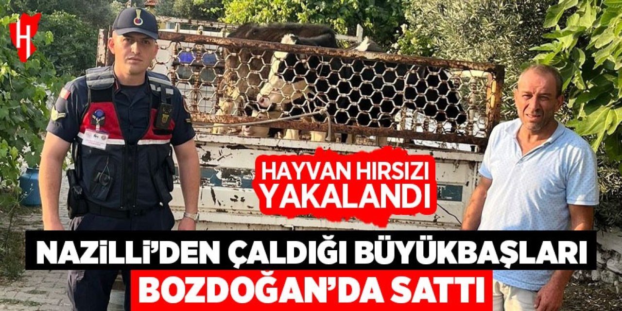 Nazilli'den çaldığı büyükbaşları Bozdoğan'da satmış! O hayvan hırsızı yakalandı