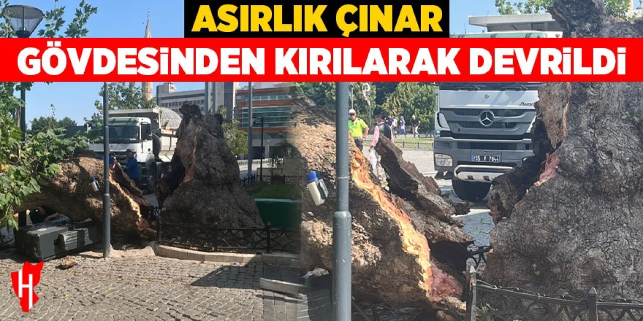 Asırlık çınar ağacı devrildi