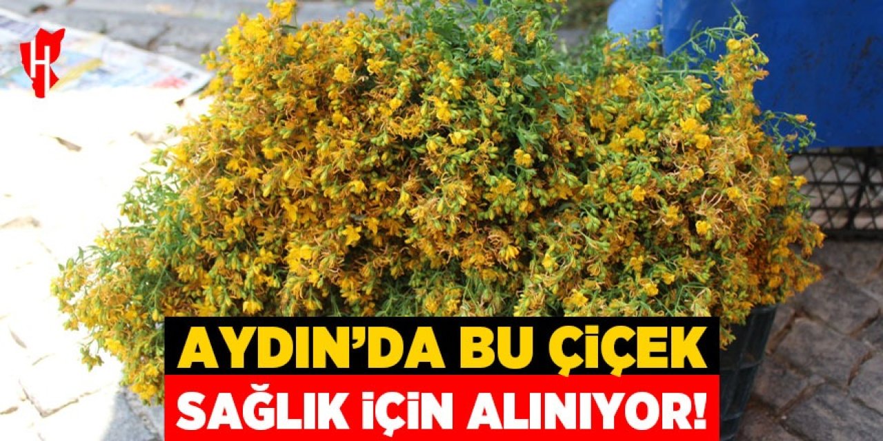 Aydın'da bu çiçek sağlık için alınıyor