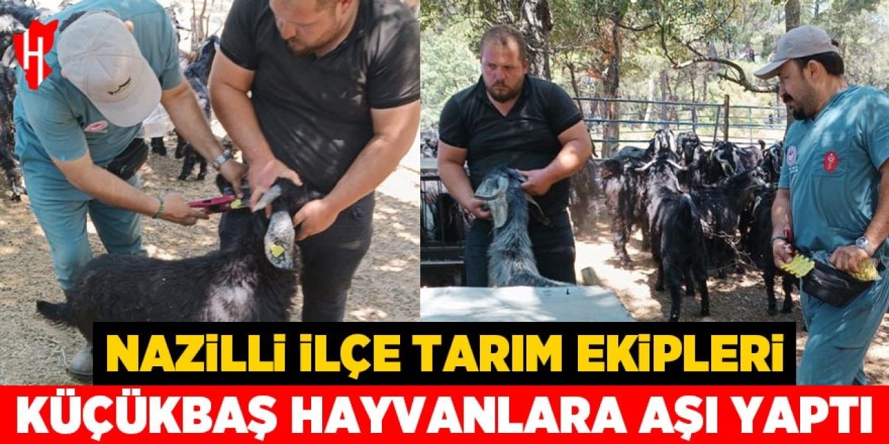 Nazilli ilçe tarım ekipleri küçükbaş hayvanlara veba ve çiçek aşısı yaptı