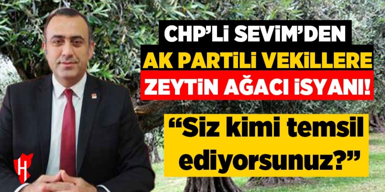 CHP’li Sevim’den AK Partili vekillere zeytin ağacı isyanı: "Siz kimi temsil ediyorsunuz?"