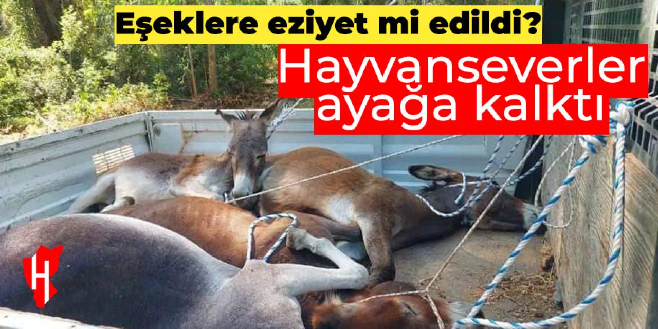 Eşeklere eziyet iddiası ortalığı ayağa kaldırdı!