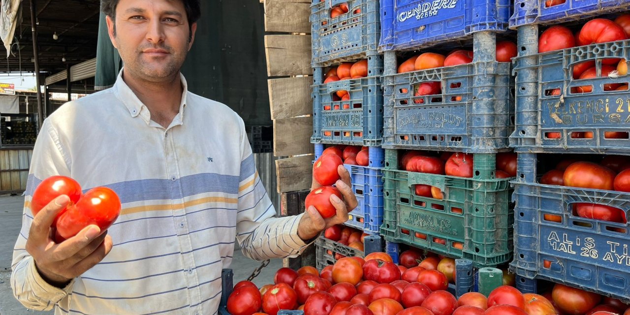 Aydın'da yerli domates çıktı