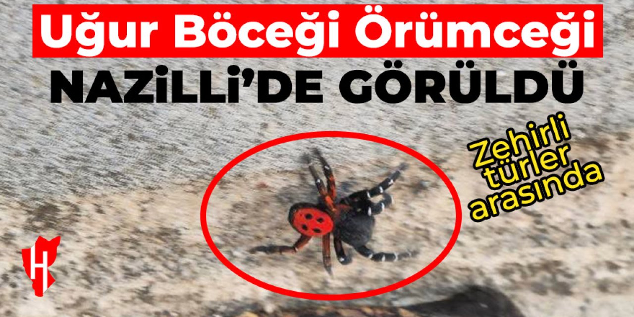 Zehirli Uğur Böceği Örümceği Nazilli’de görüldü!